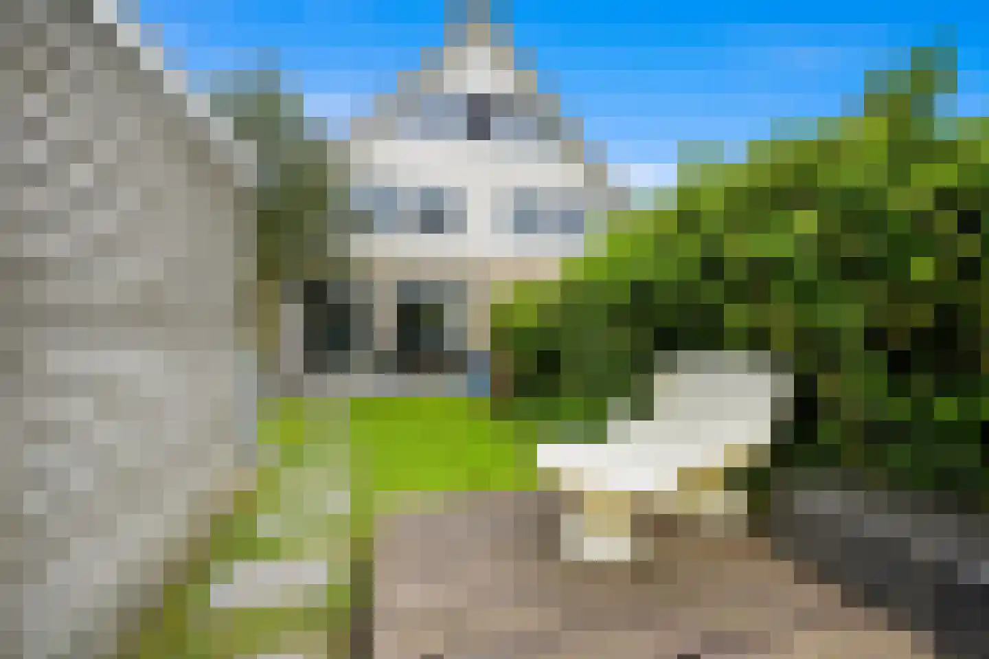 Pinksterbloem 2 Den Hoorn thumbnail 24