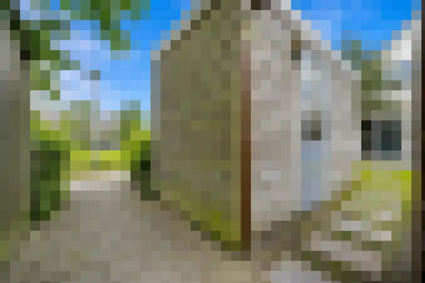 Pinksterbloem 2 Den Hoorn thumbnail 27