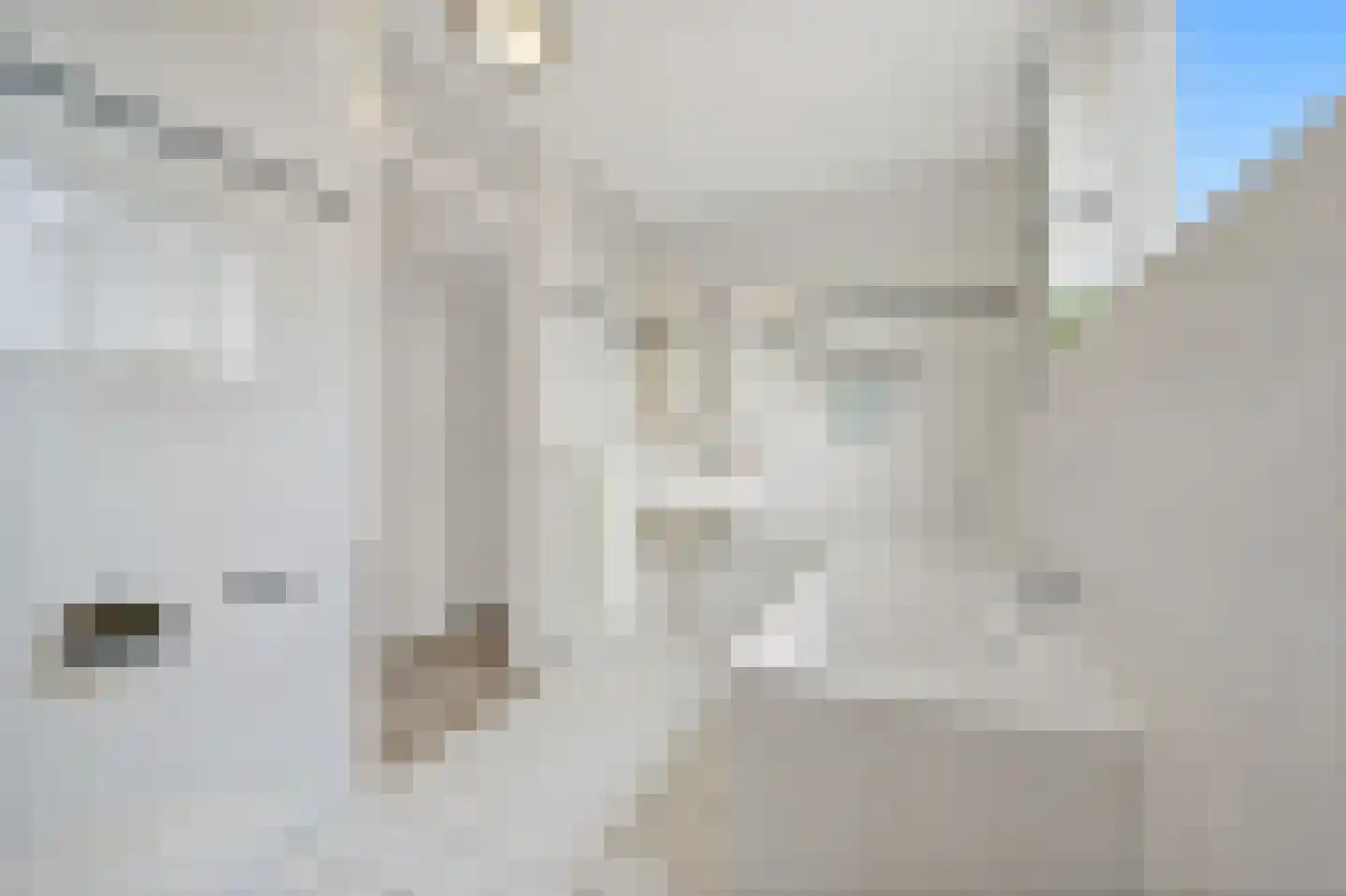 Pinksterbloem 2 Den Hoorn thumbnail 47