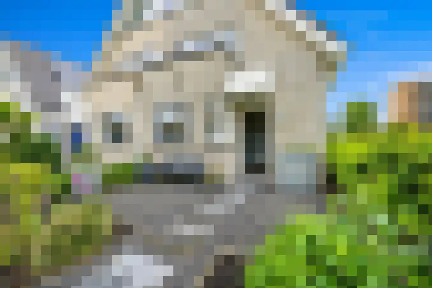 Pinksterbloem 2 Den Hoorn thumbnail 5