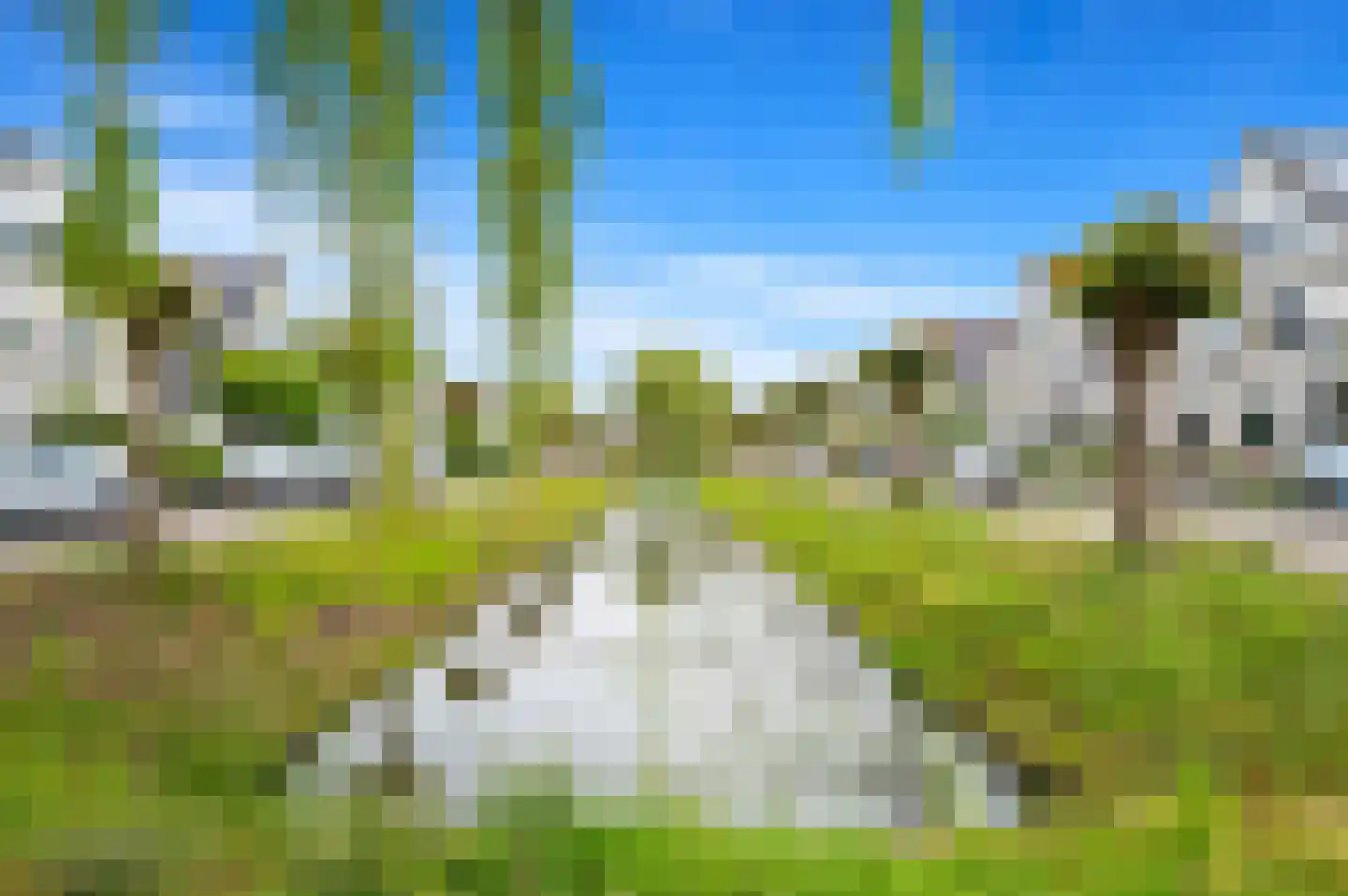 Pinksterbloem 2 Den Hoorn thumbnail 65