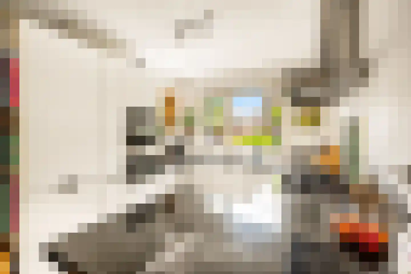 Pinksterbloem 2 Velserbroek thumbnail 15