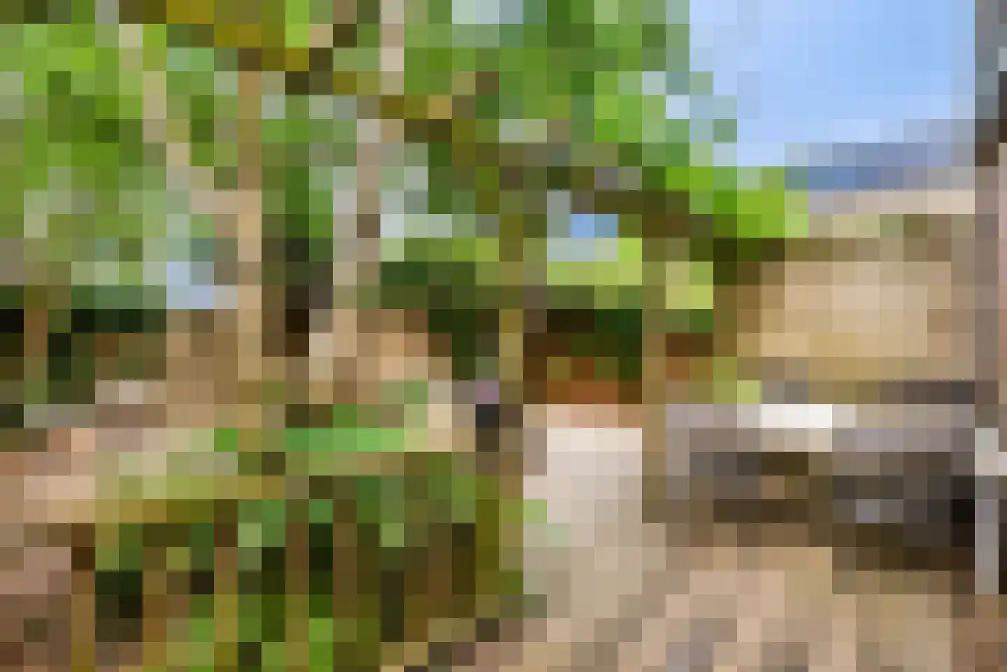 Pinksterbloem 2 Velserbroek thumbnail 21