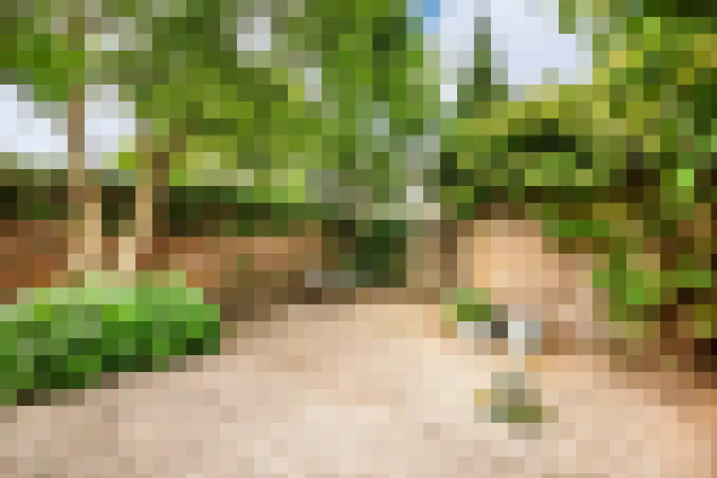 Pinksterbloem 2 Velserbroek thumbnail 22