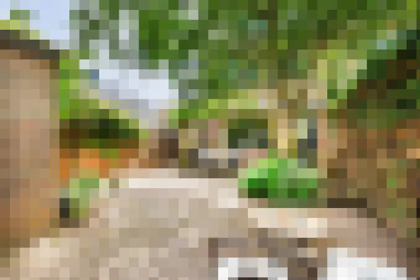 Pinksterbloem 2 Velserbroek thumbnail 26