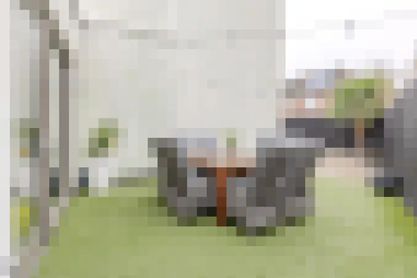 Pinksterbloem 20 Eijsden thumbnail 30