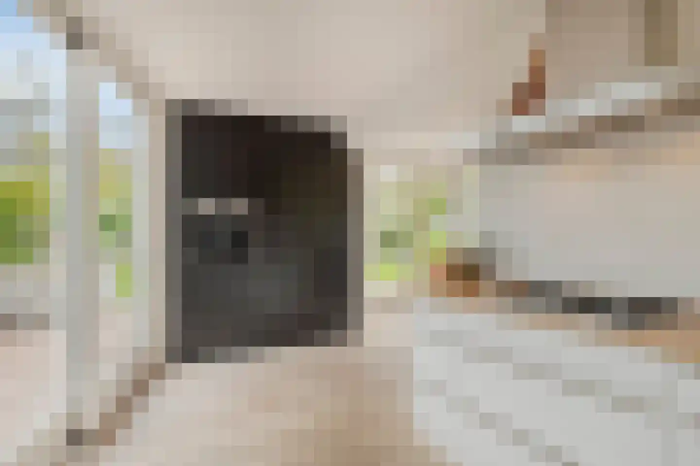 Pinksterbloem 20 Roden thumbnail 22
