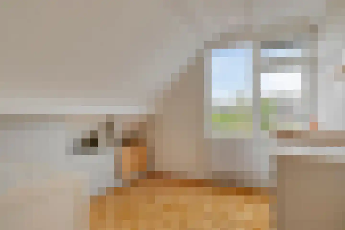 Pinksterbloem 20 Roden thumbnail 34
