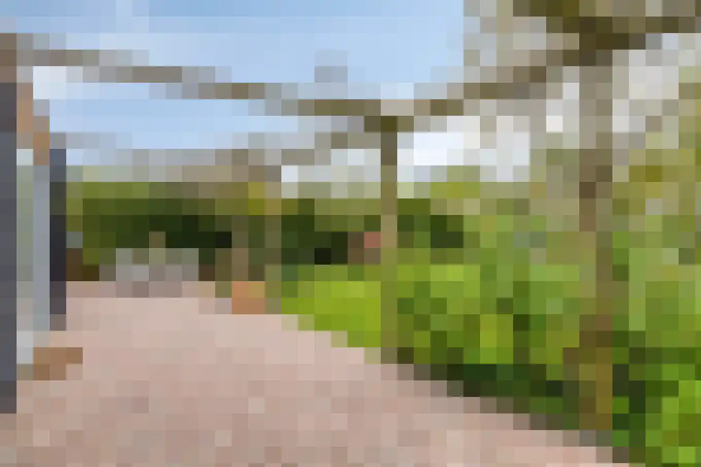 Pinksterbloem 20 Roden thumbnail 38