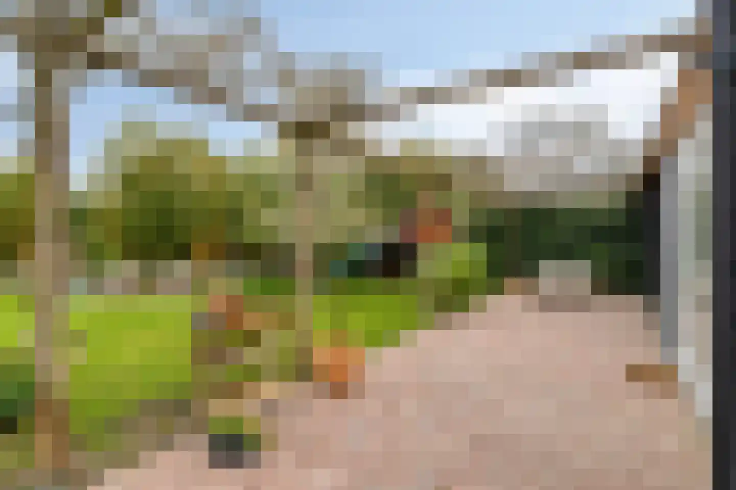 Pinksterbloem 20 Roden thumbnail 39