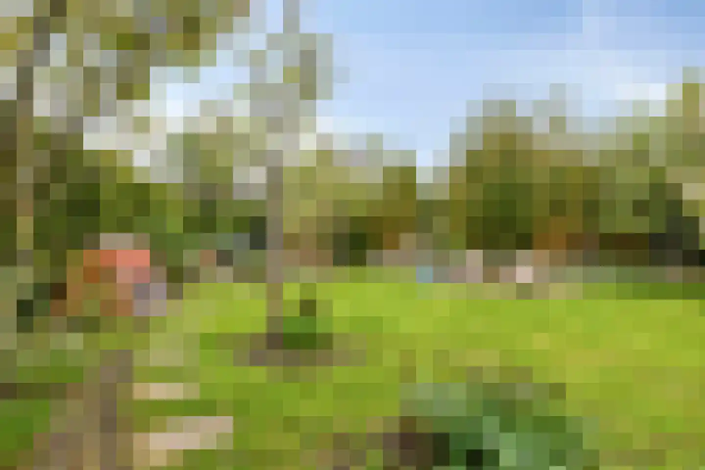 Pinksterbloem 20 Roden thumbnail 40