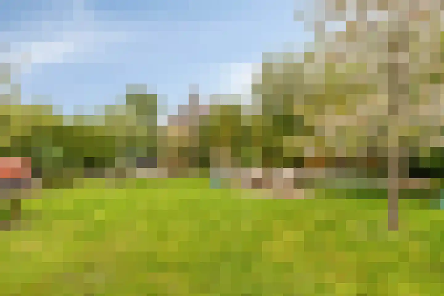 Pinksterbloem 20 Roden thumbnail 41