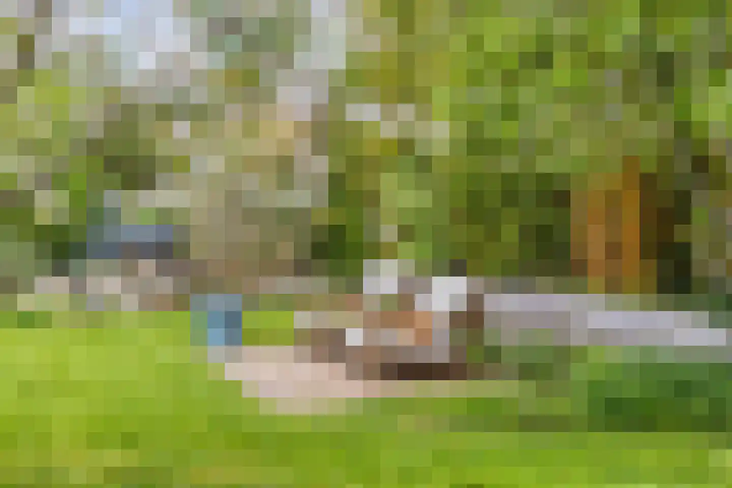 Pinksterbloem 20 Roden thumbnail 42