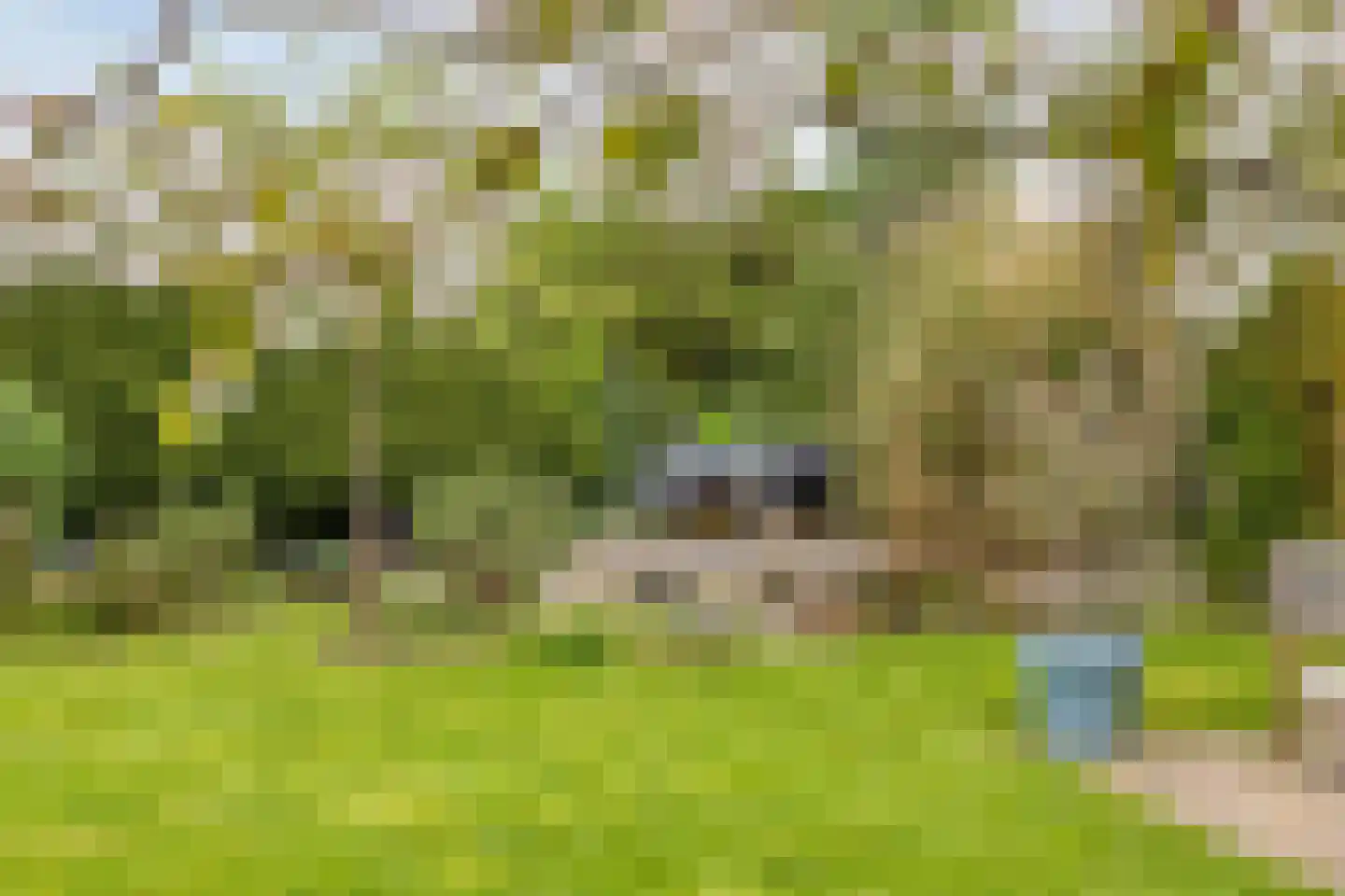 Pinksterbloem 20 Roden thumbnail 43