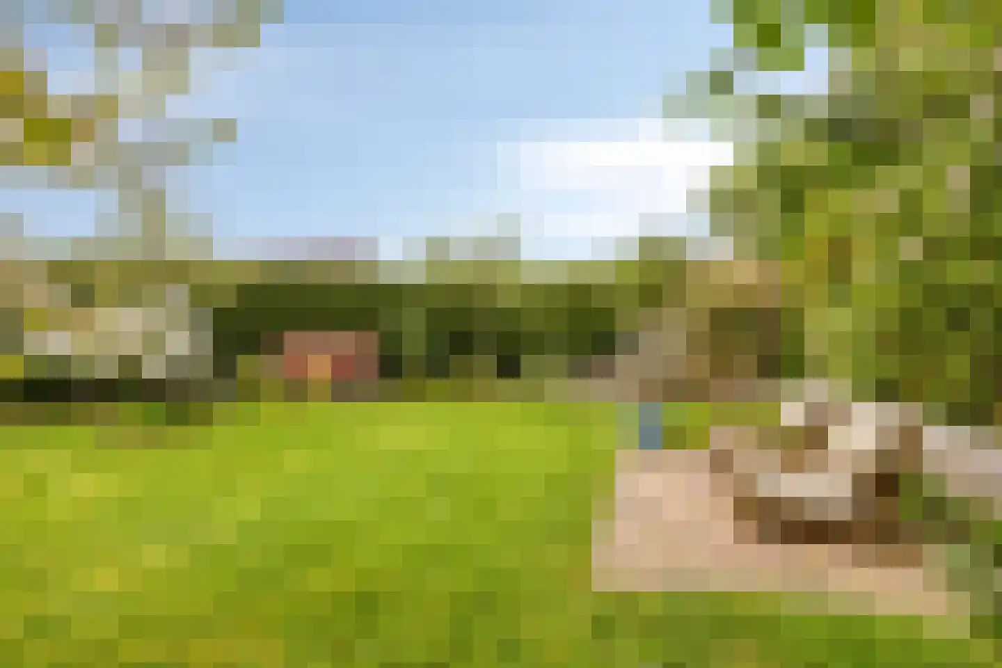 Pinksterbloem 20 Roden thumbnail 44