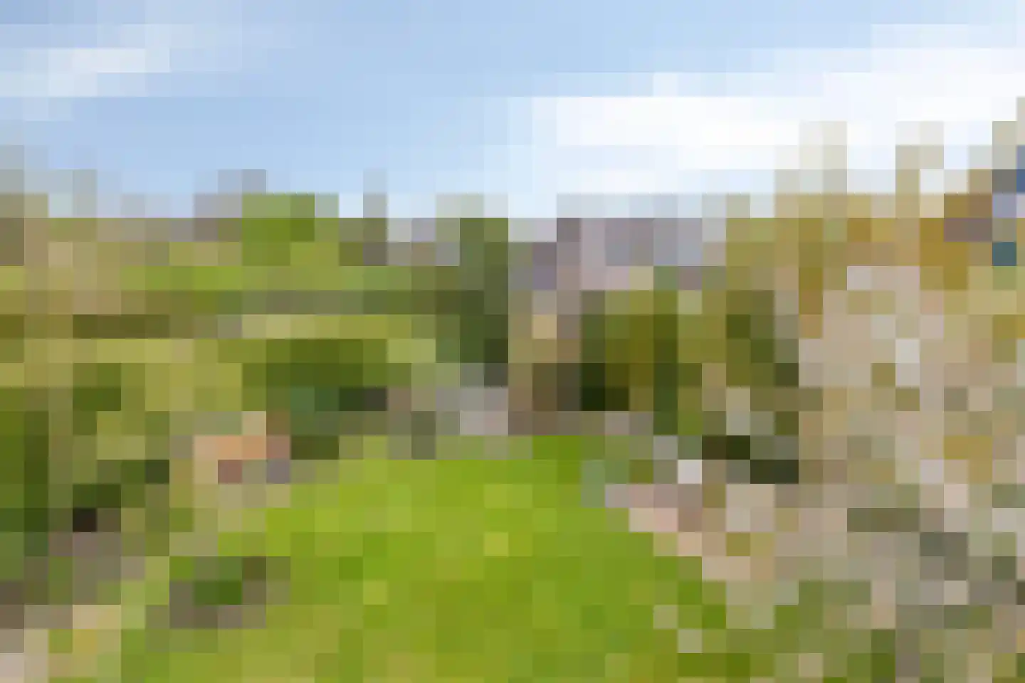 Pinksterbloem 20 Roden thumbnail 47