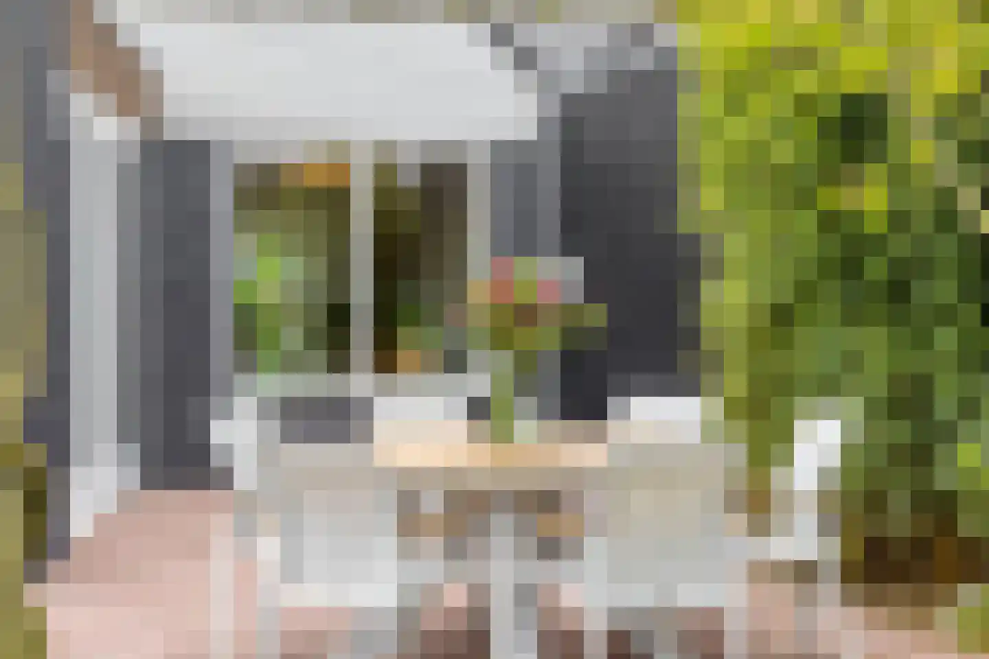 Pinksterbloem 20 Roden thumbnail 49