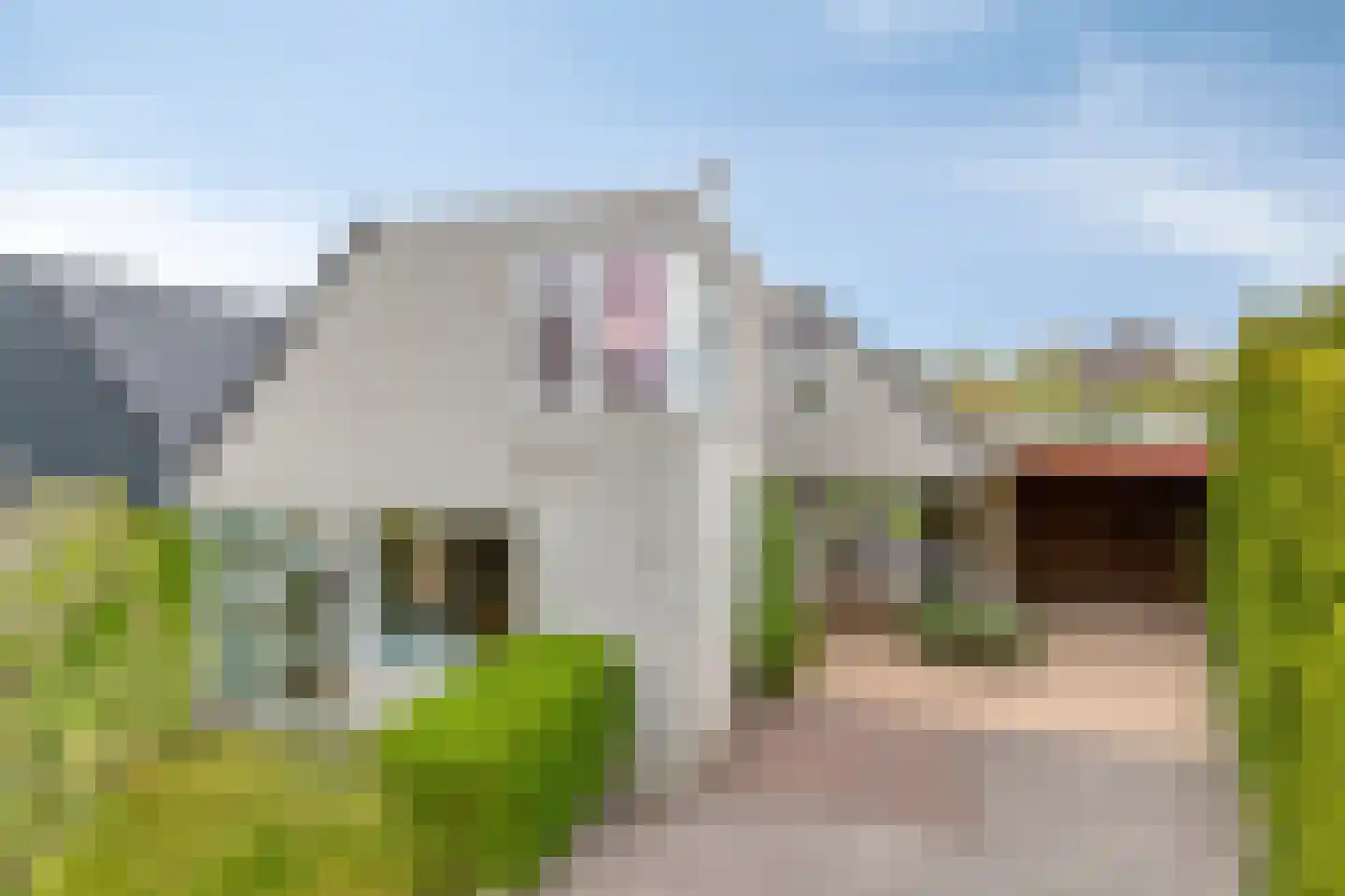 Pinksterbloem 20 Roden thumbnail 5