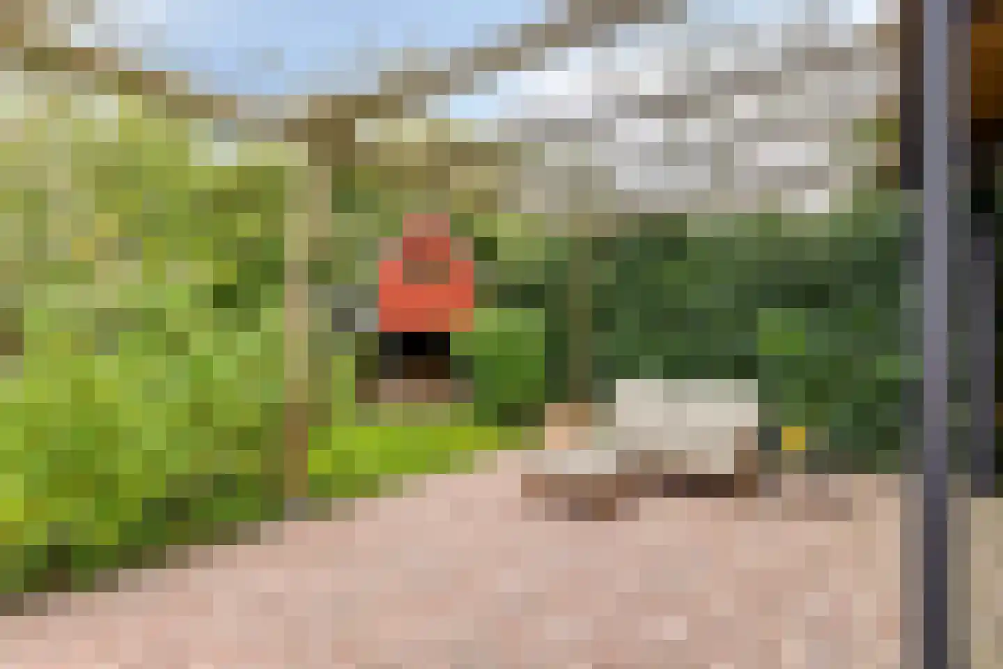 Pinksterbloem 20 Roden thumbnail 50