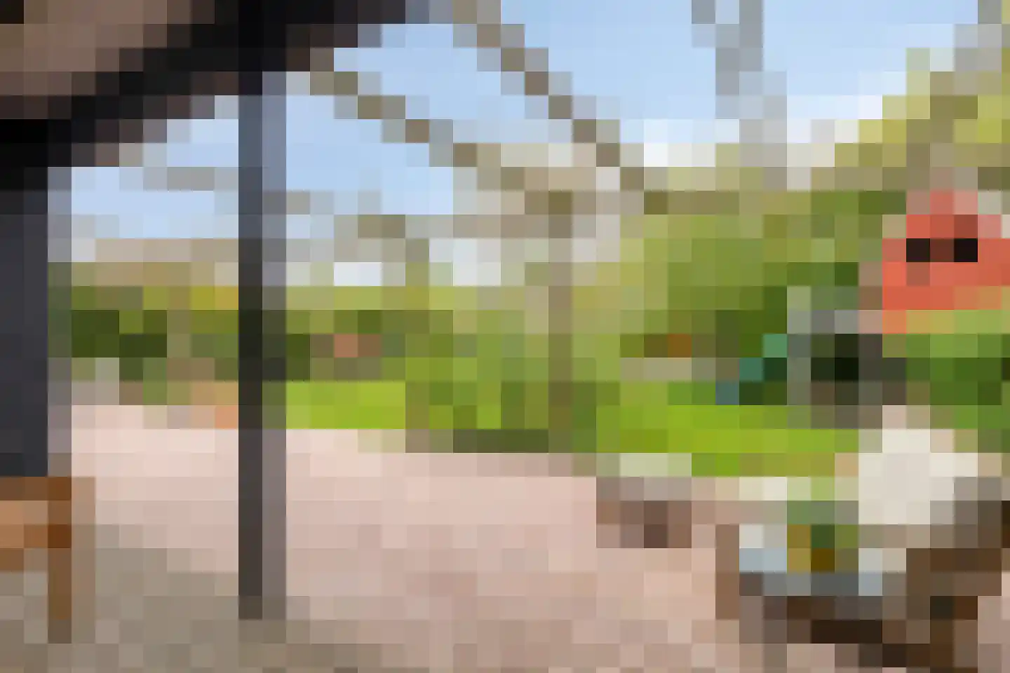 Pinksterbloem 20 Roden thumbnail 51