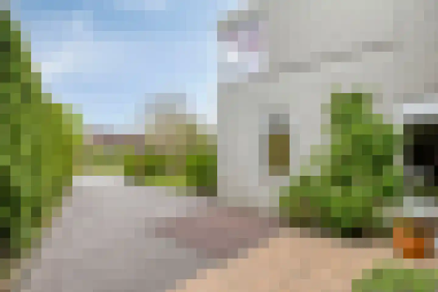 Pinksterbloem 20 Roden thumbnail 55