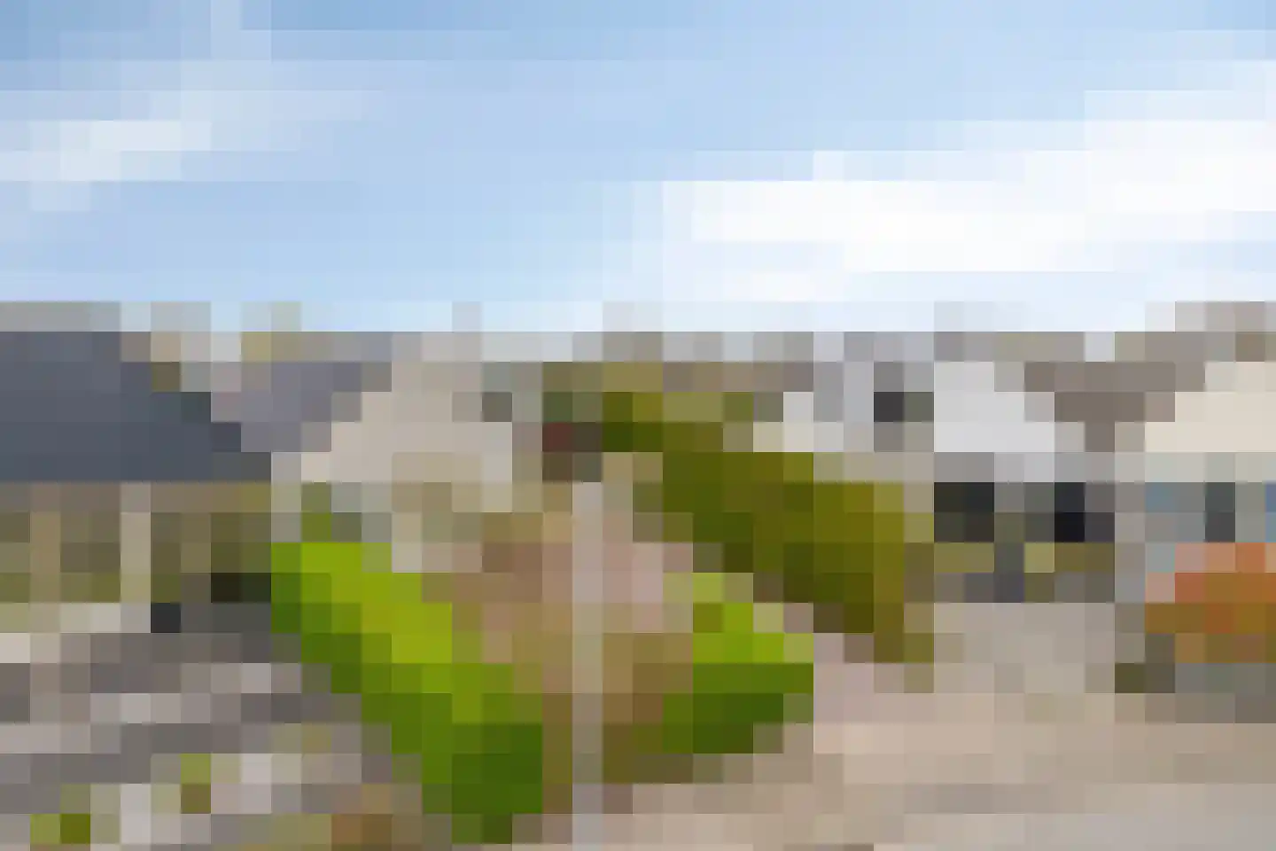 Pinksterbloem 20 Roden thumbnail 57