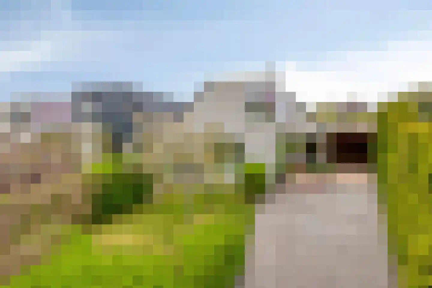 Pinksterbloem 20 Roden thumbnail 58