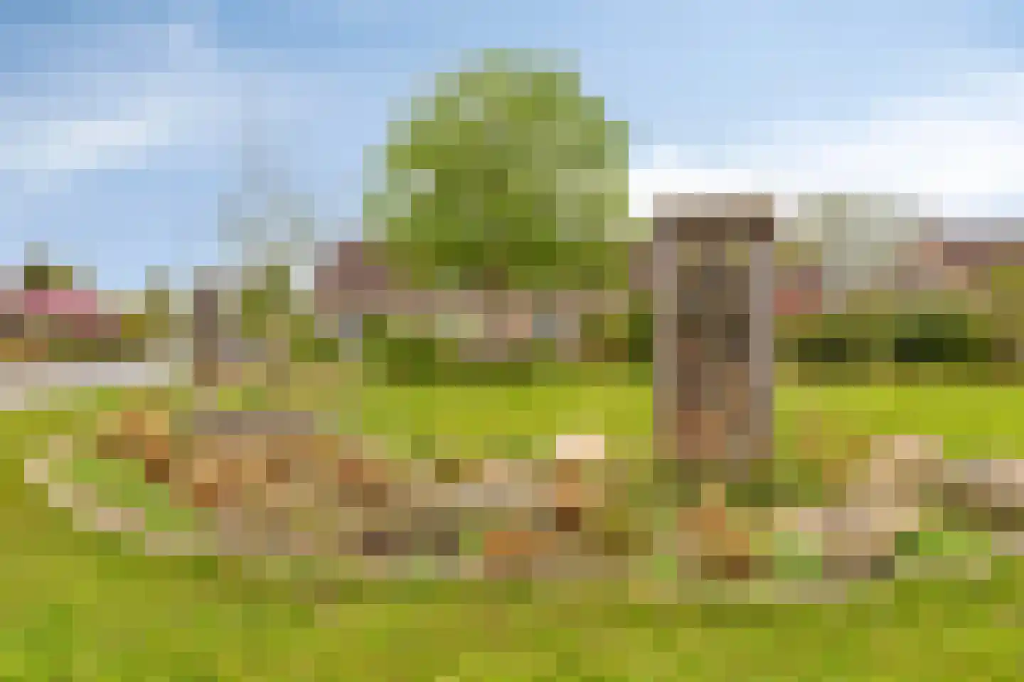 Pinksterbloem 20 Roden thumbnail 60