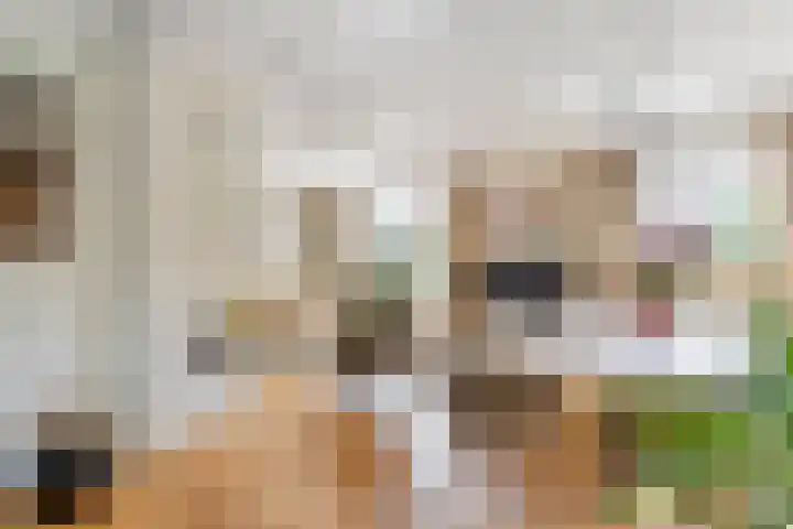 Pinksterbloem 23 Culemborg thumbnail 10