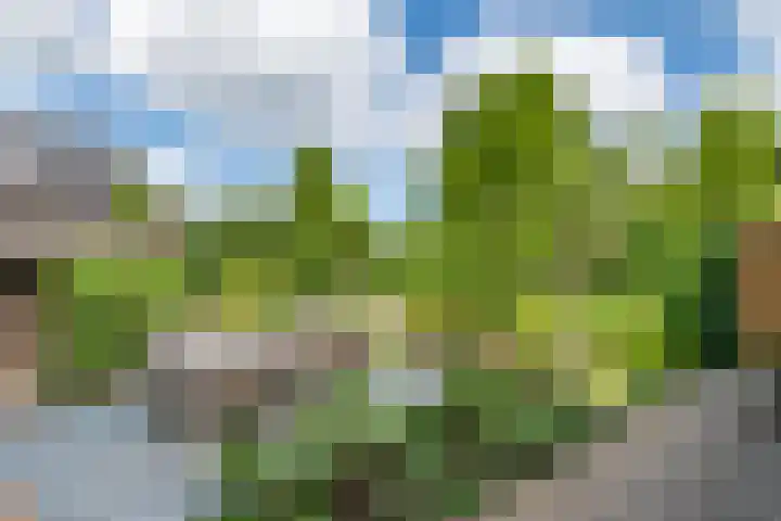Pinksterbloem 23 Culemborg thumbnail 45