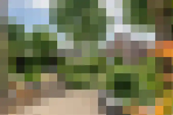 Pinksterbloem 23 Culemborg thumbnail 50