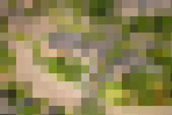 Pinksterbloem 23 Culemborg thumbnail 53