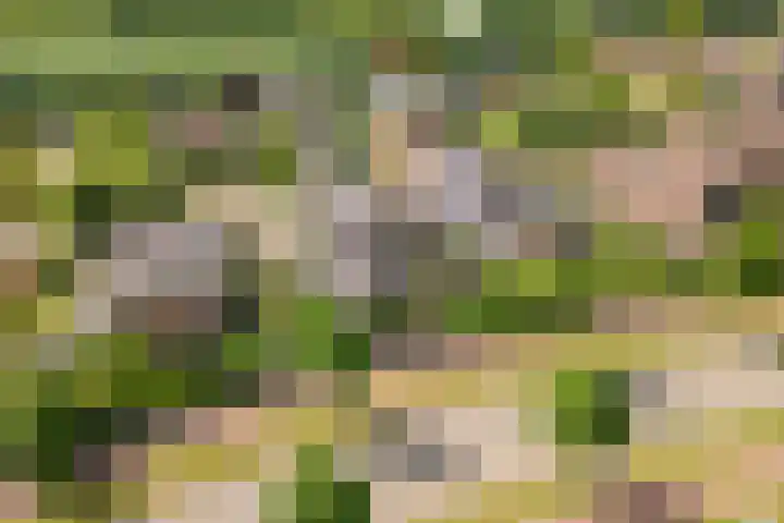 Pinksterbloem 23 Culemborg thumbnail 55