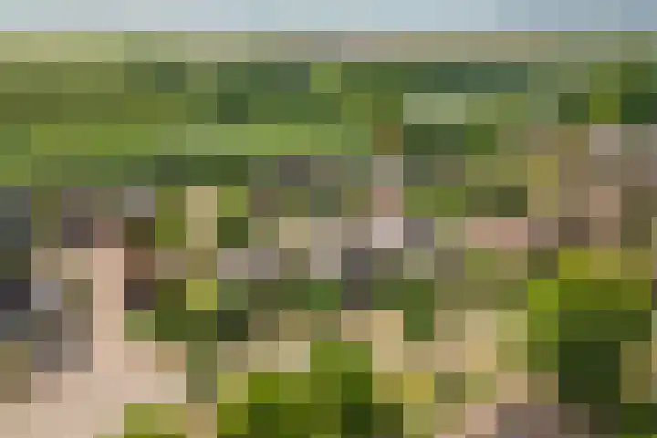 Pinksterbloem 23 Culemborg thumbnail 56