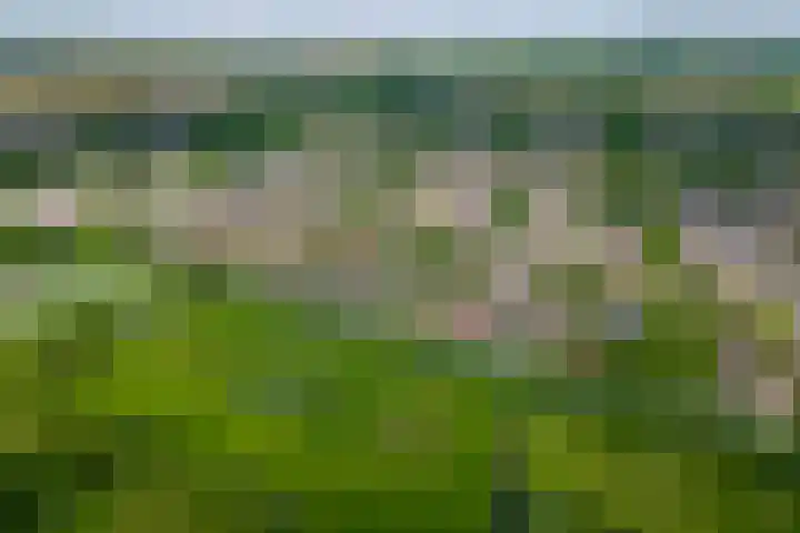 Pinksterbloem 23 Culemborg thumbnail 57