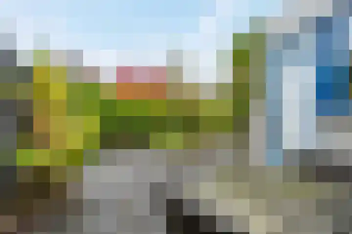 Pinksterbloem 24 Roden thumbnail 16