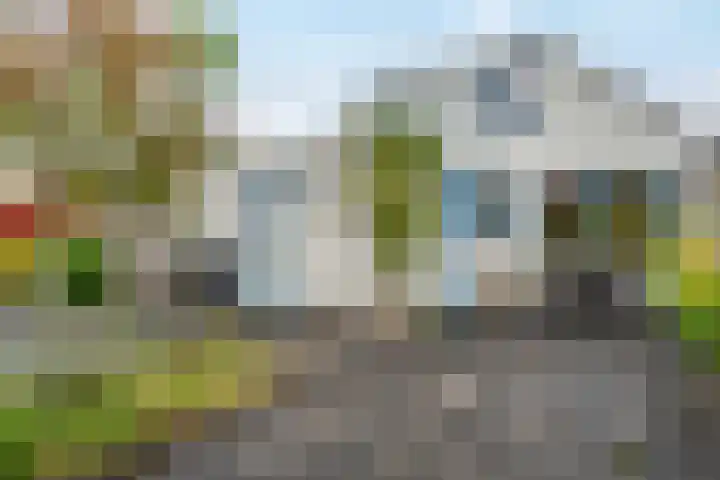 Pinksterbloem 24 Roden thumbnail 17