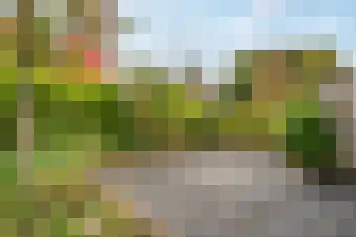 Pinksterbloem 24 Roden thumbnail 18