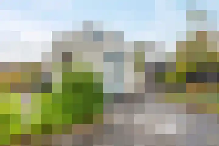 Pinksterbloem 24 Roden thumbnail 19