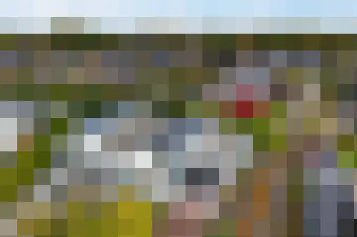 Pinksterbloem 24 Roden thumbnail 32