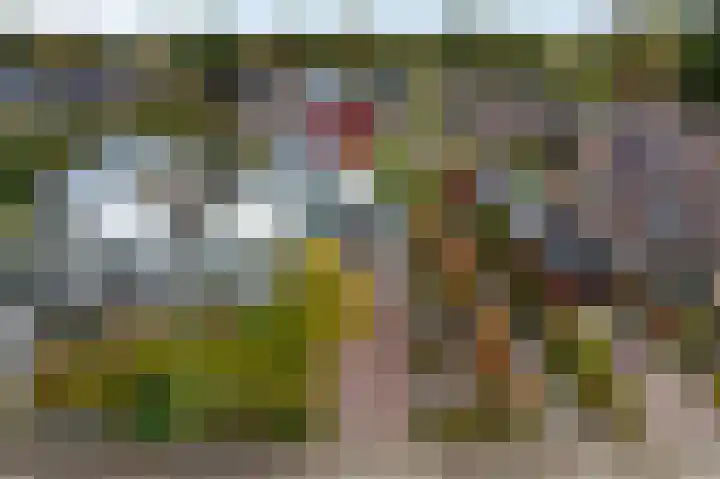 Pinksterbloem 24 Roden thumbnail 33