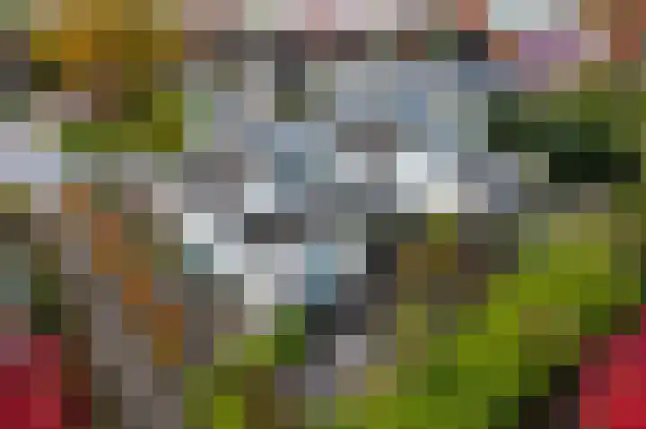Pinksterbloem 24 Roden thumbnail 34