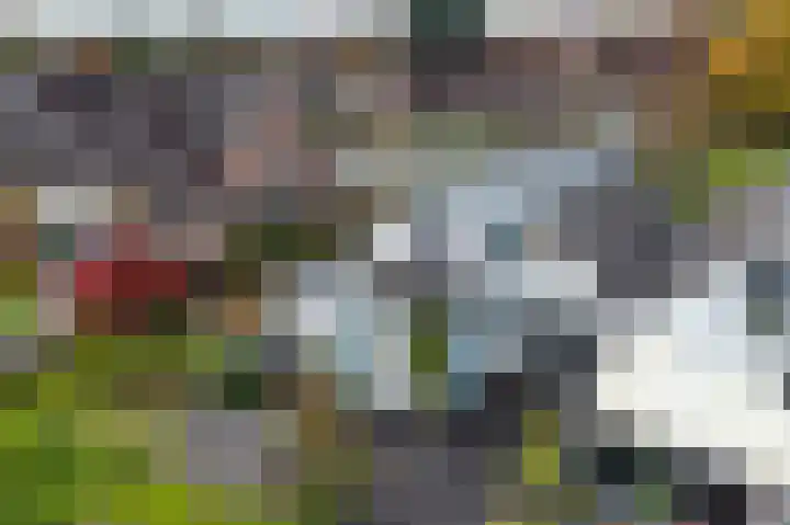 Pinksterbloem 24 Roden thumbnail 35