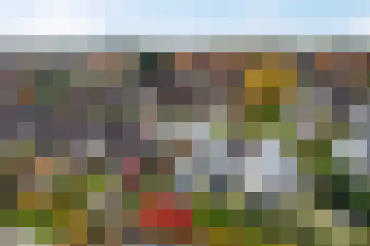 Pinksterbloem 24 Roden thumbnail 36