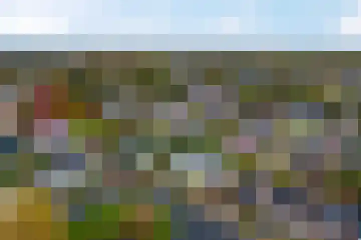 Pinksterbloem 24 Roden thumbnail 4