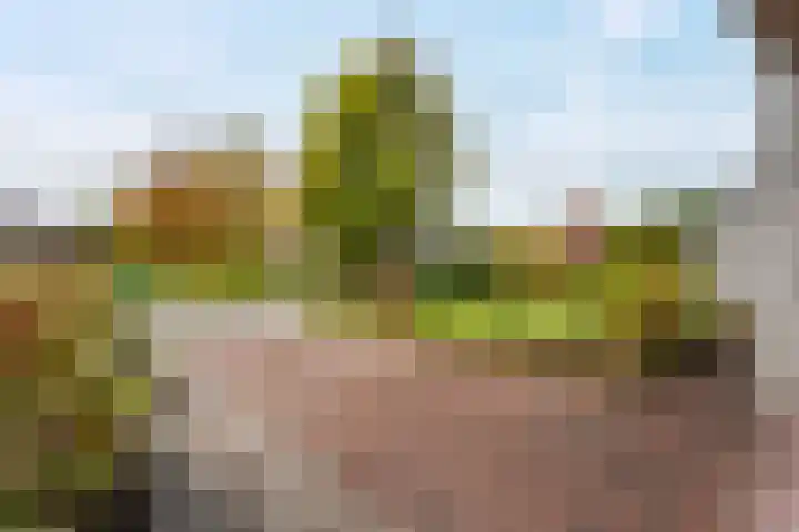 Pinksterbloem 24 Roden thumbnail 5