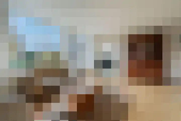 Pinksterbloem 24 Roden thumbnail 8