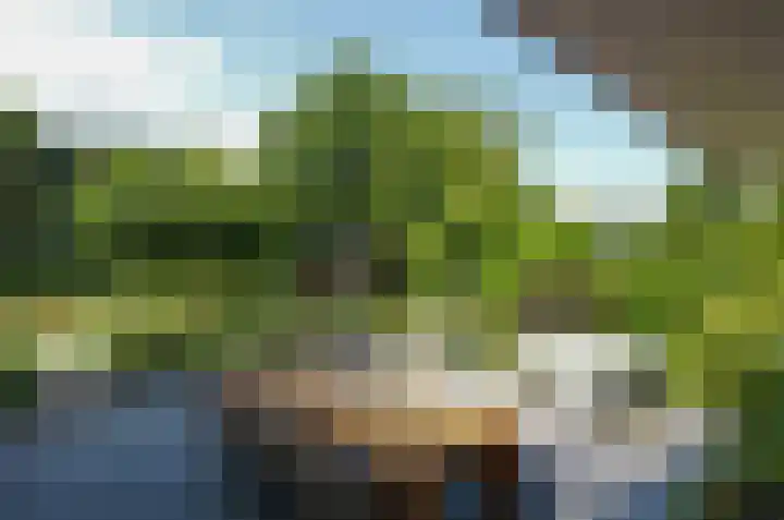 Pinksterbloem 26 Beilen thumbnail 41