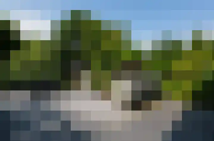 Pinksterbloem 26 Beilen thumbnail 44