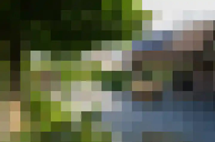 Pinksterbloem 26 Beilen thumbnail 45